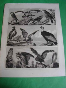 PTAKI DRAPIEŻNE. Staloryt, ok. 1850.