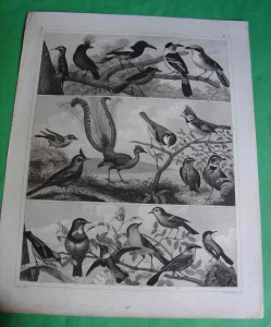 PTAKI. Staloryt, ok. 1850. 