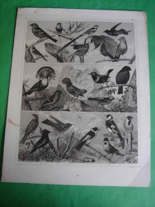 PTAKI. Staloryt ok. 1850.